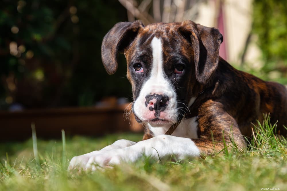 Histiocytoma in Dogs: Symptoms, Diagnosis, and Care