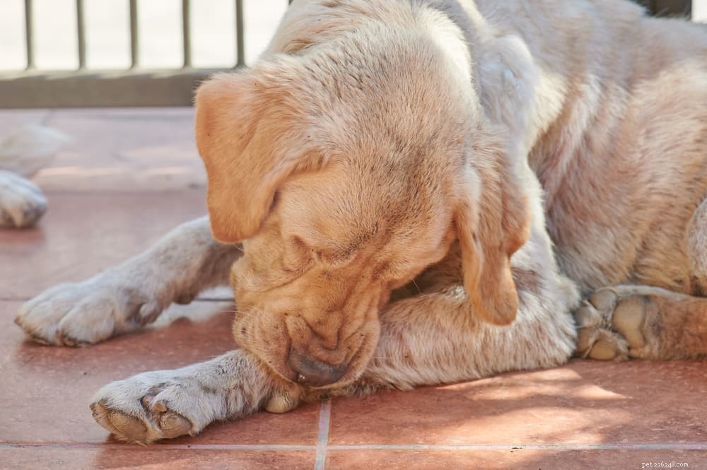 Histiocytoma in Dogs: Symptoms, Diagnosis, and Care