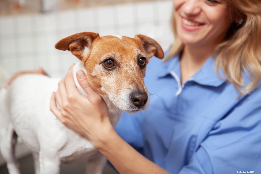 Histiocytoma in Dogs: Symptoms, Diagnosis, and Care