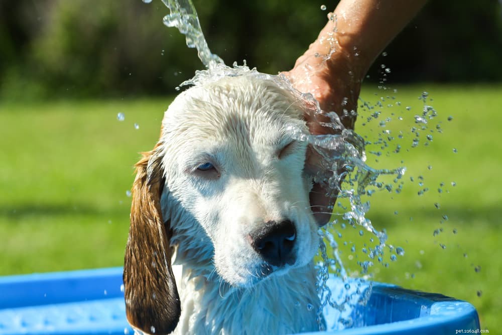 Histiocytoma in Dogs: Symptoms, Diagnosis, and Care