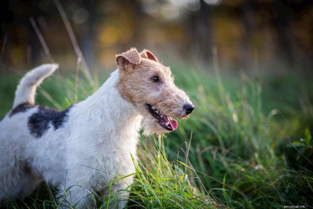 Megaesophagus in Dogs: Signs, Diagnosis, and Effective Treatments