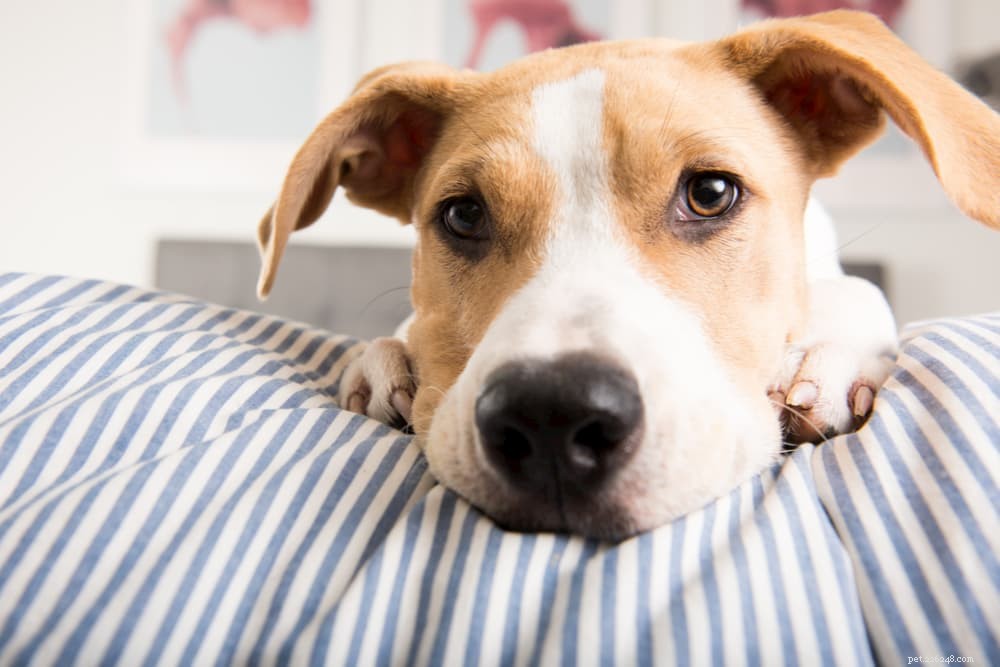 Megaesophagus in Dogs: Signs, Diagnosis, and Effective Treatments