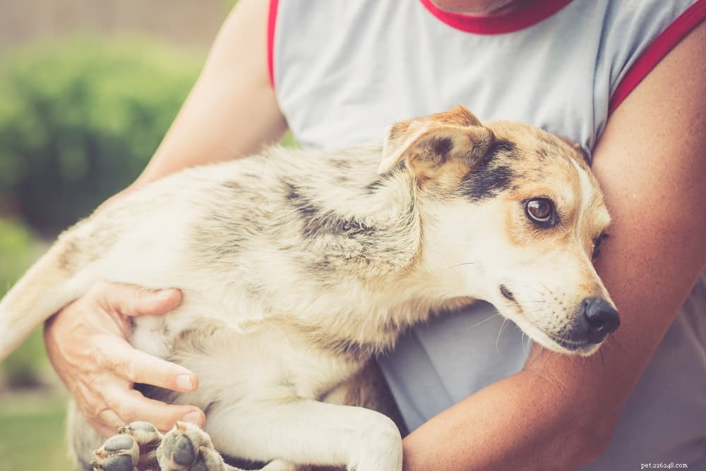 Megaesophagus in Dogs: Signs, Diagnosis, and Effective Treatments