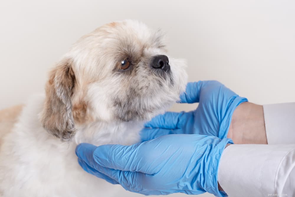 Megaesophagus in Dogs: Signs, Diagnosis, and Effective Treatments