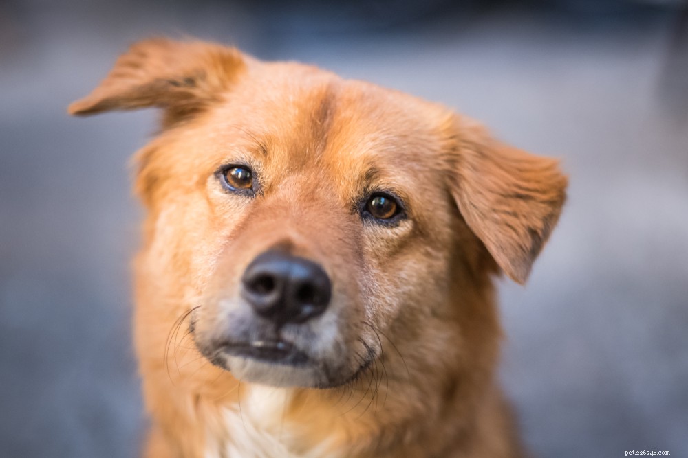 Megaesophagus in Dogs: Signs, Diagnosis, and Effective Treatments
