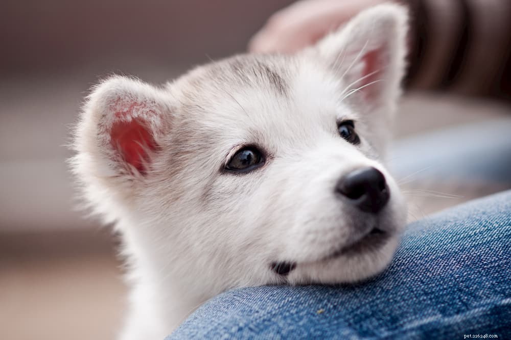 Megaesophagus in Dogs: Signs, Diagnosis, and Effective Treatments