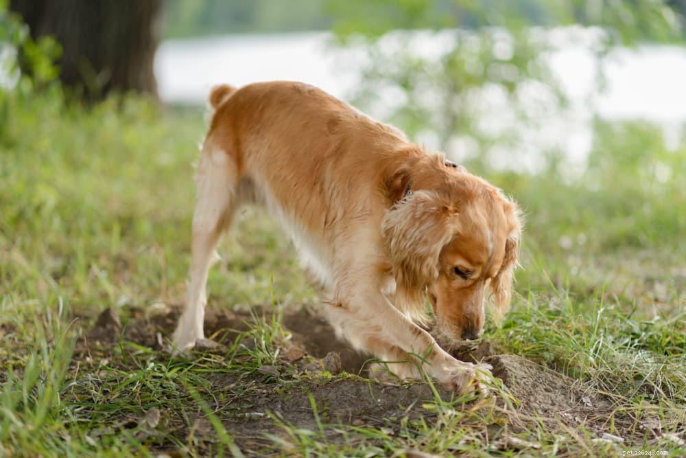 Protecting Your Dog: What to Do About Scorpion Stings