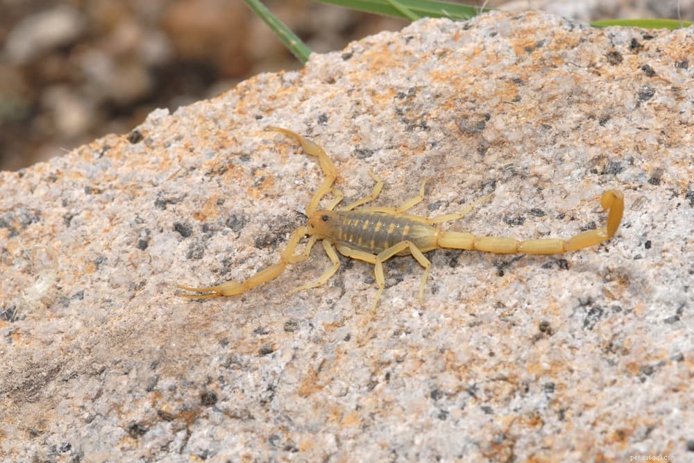 Protecting Your Dog: What to Do About Scorpion Stings