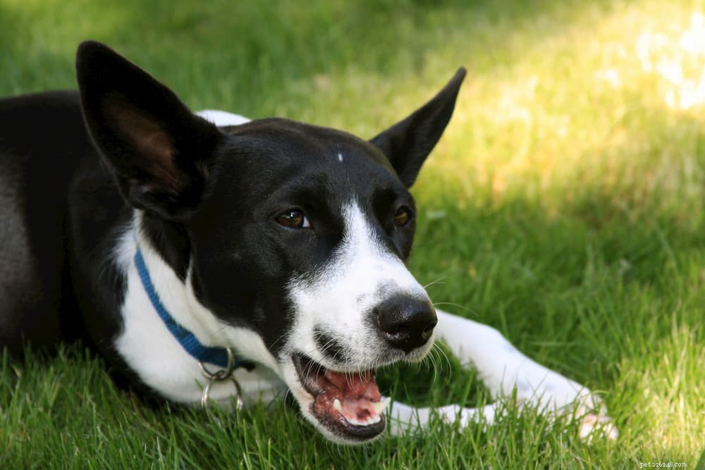 Protecting Your Dog: What to Do About Scorpion Stings