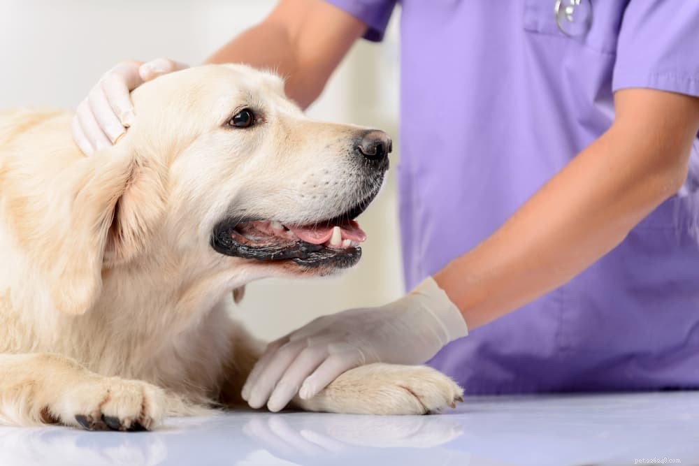 Protecting Your Dog: What to Do About Scorpion Stings