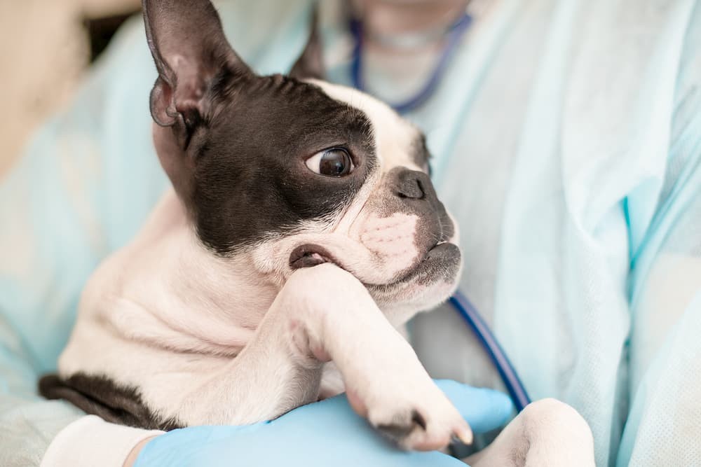 Protecting Your Dog: What to Do About Scorpion Stings