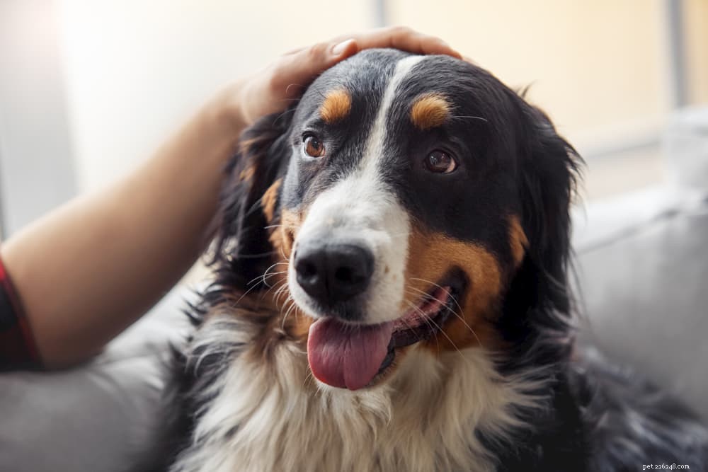 Protecting Your Dog: What to Do About Scorpion Stings