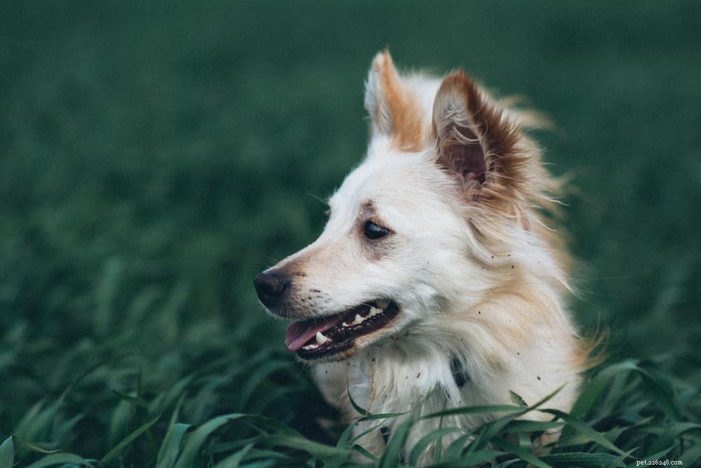 Dog Anemia: Causes, Symptoms & Early Detection