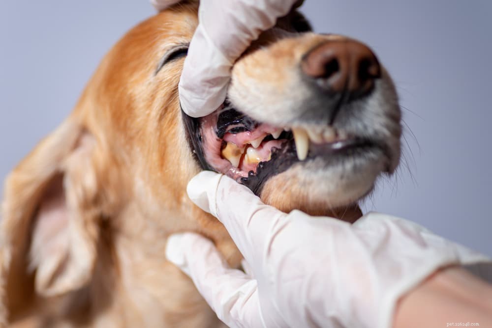 Dog Anemia: Causes, Symptoms & Early Detection