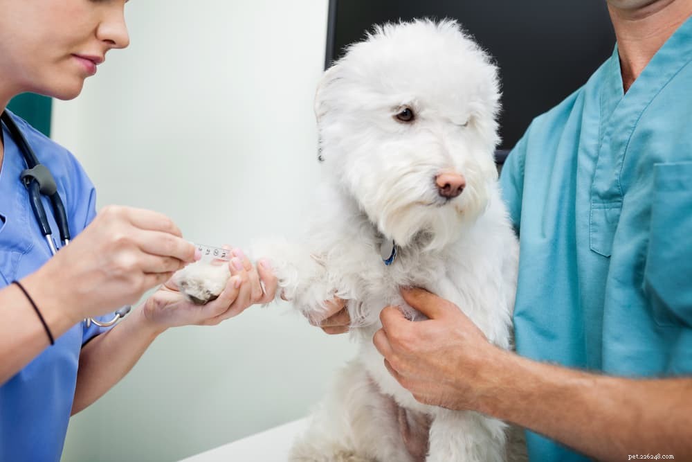 Dog Anemia: Causes, Symptoms & Early Detection