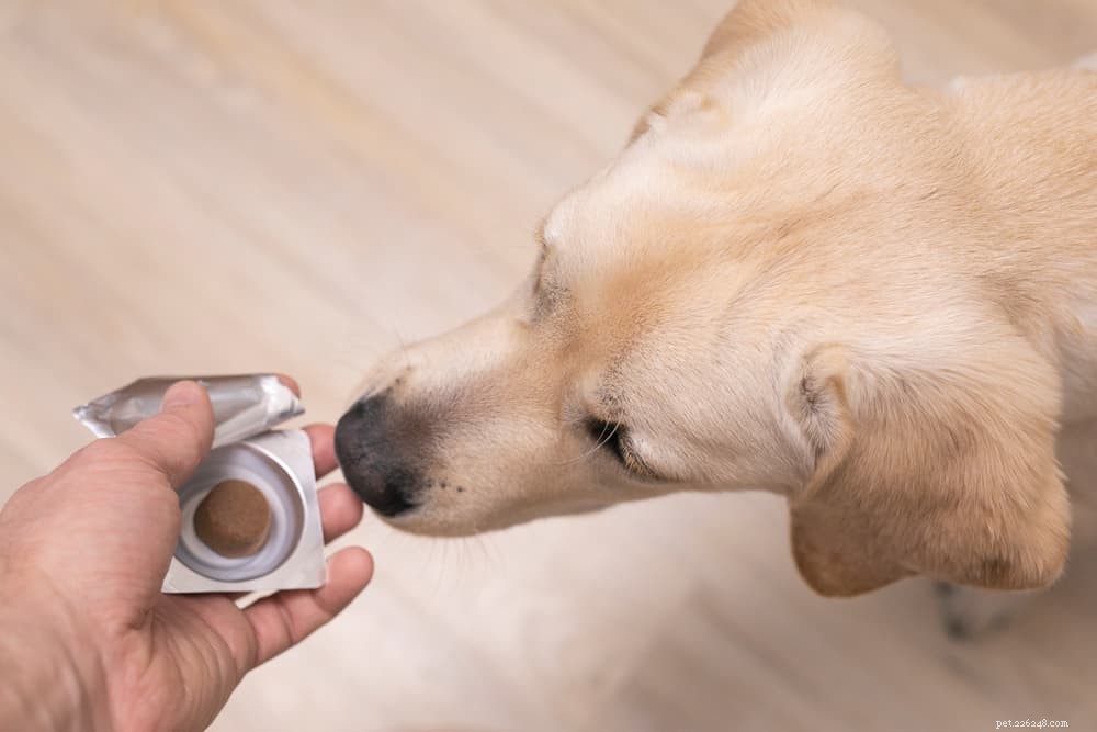 Dog Anemia: Causes, Symptoms & Early Detection