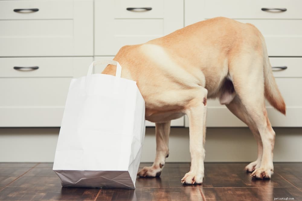 Preventing and Treating Intestinal Obstruction in Dogs