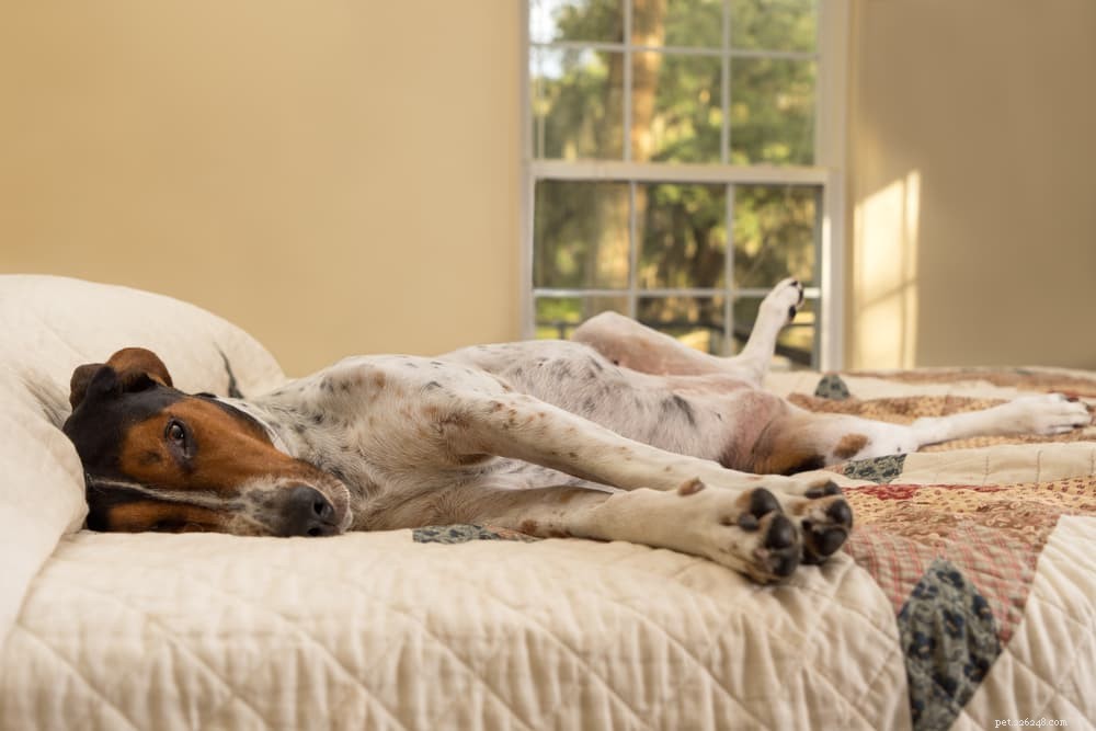 Preventing and Treating Intestinal Obstruction in Dogs