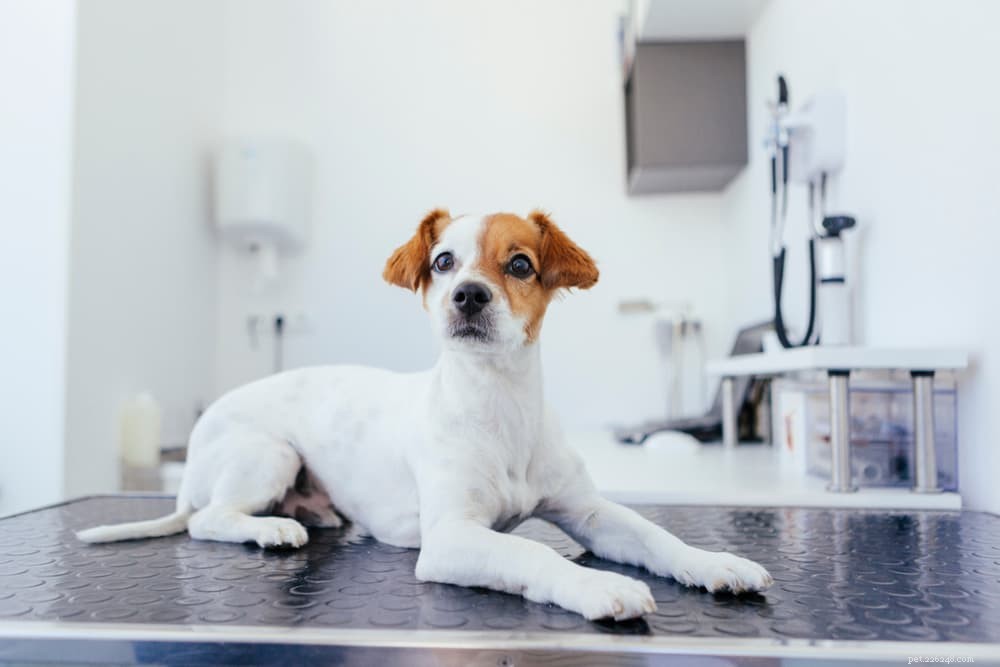 Preventing and Treating Intestinal Obstruction in Dogs