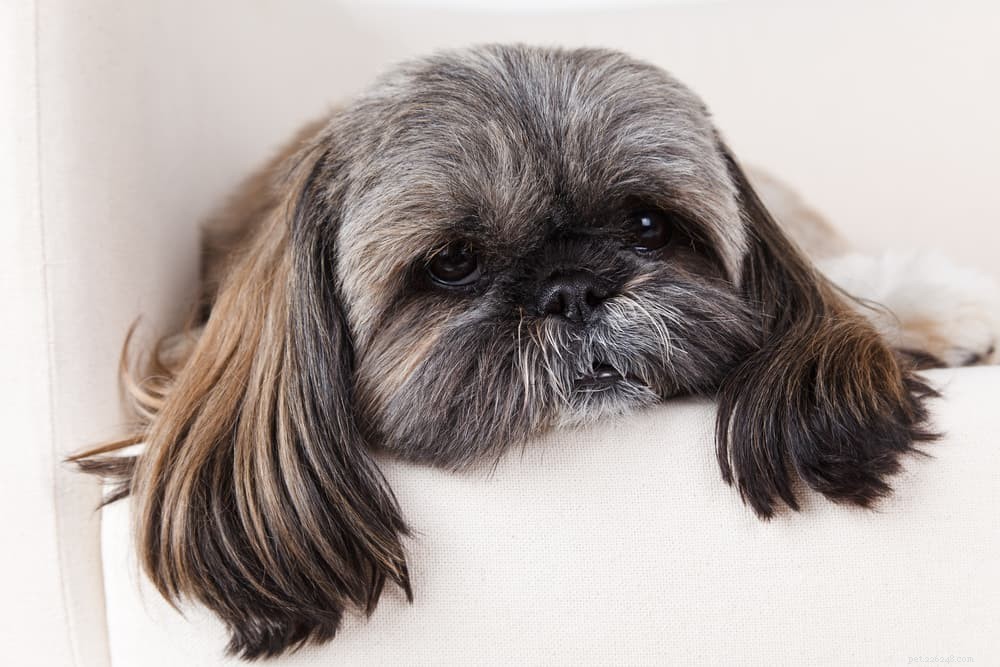 Preventing and Treating Intestinal Obstruction in Dogs
