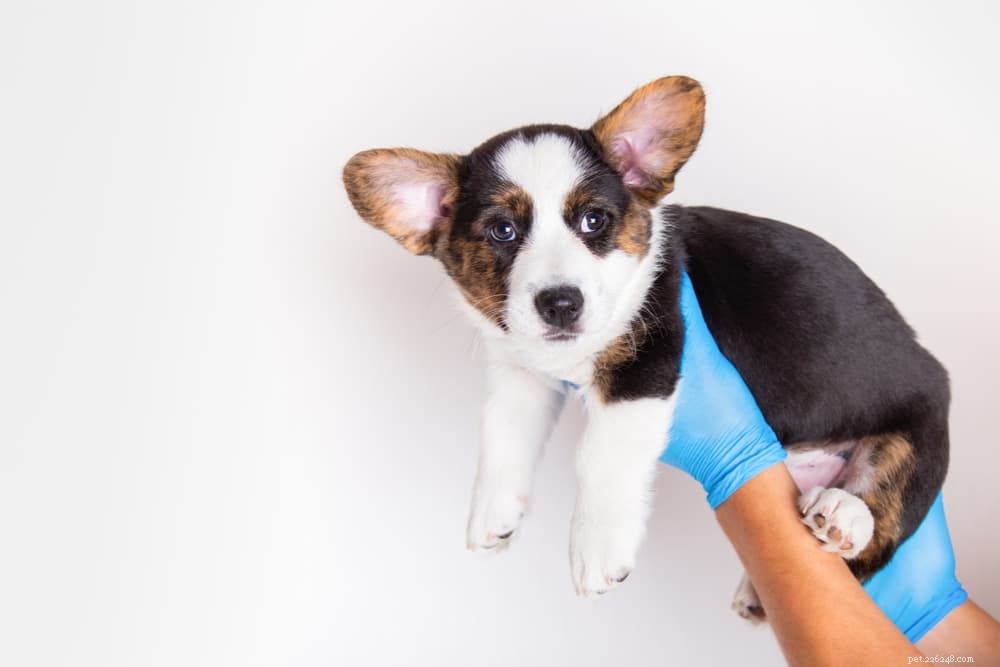Preventing and Treating Intestinal Obstruction in Dogs