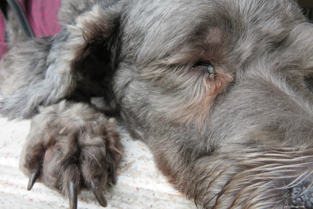 Understanding Dog Eye Discharge: Causes, Prevention, and Care
