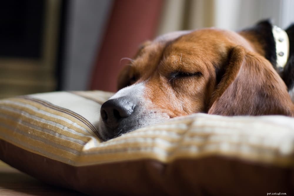 Understanding Dog Eye Discharge: Causes, Prevention, and Care