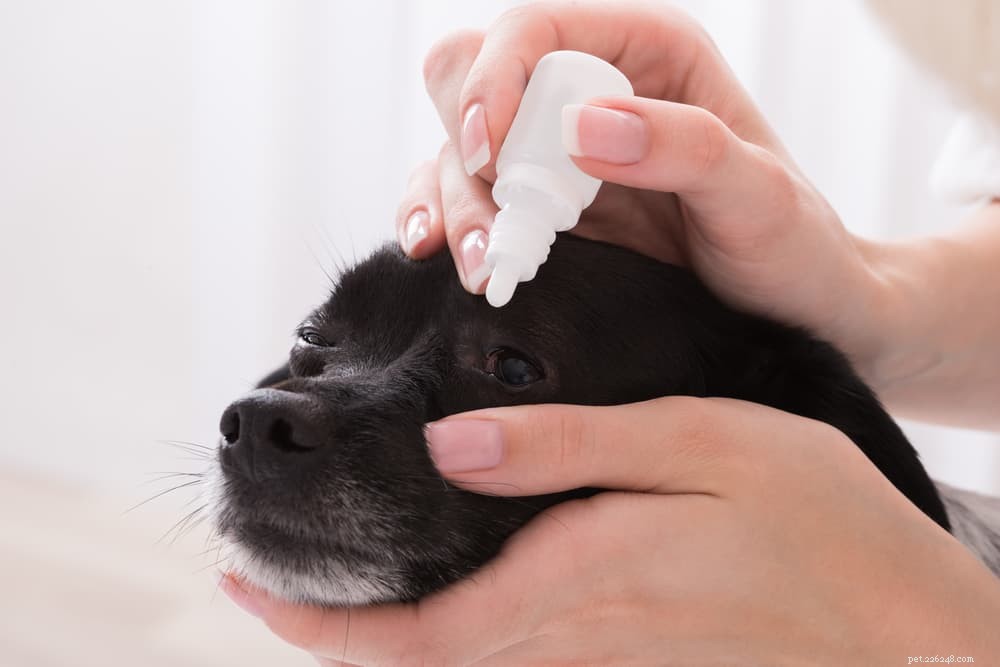 Understanding Dog Eye Discharge: Causes, Prevention, and Care