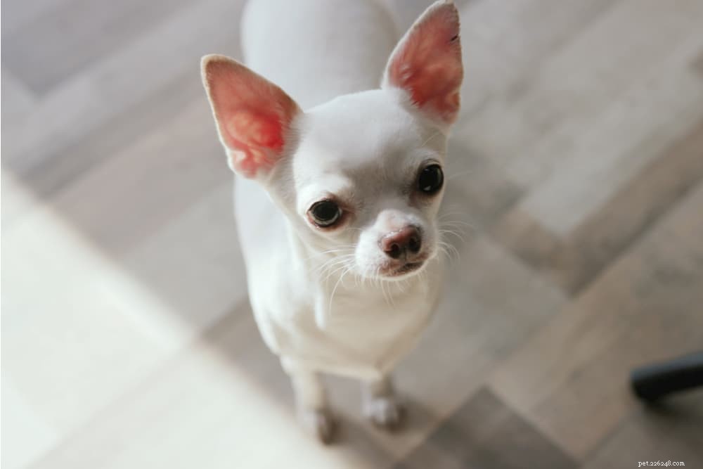 Understanding Dog Eyelids: Key Facts and Common Issues