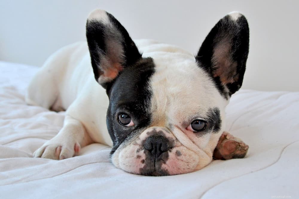 Understanding Dog Eyelids: Key Facts and Common Issues