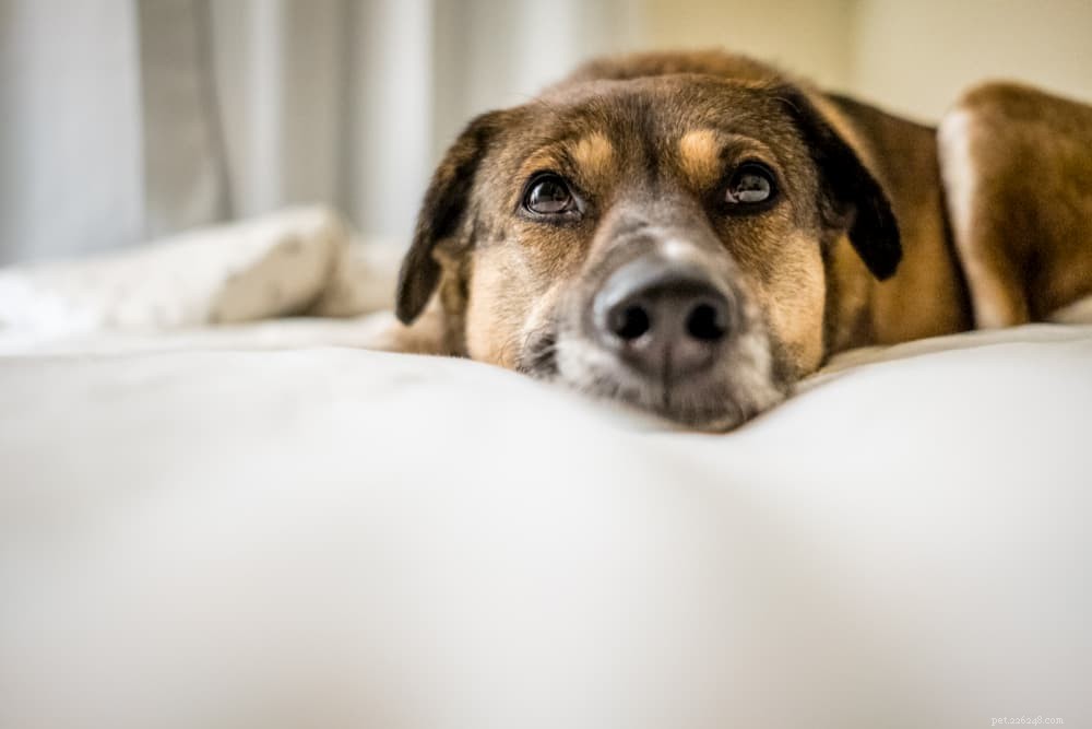 Understanding Dog Eyelids: Key Facts and Common Issues