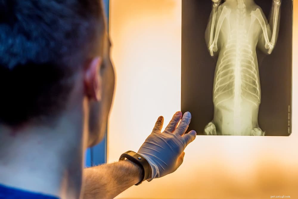 Comprehensive Guide to Dog X‑Rays: What Every Owner Needs to Know