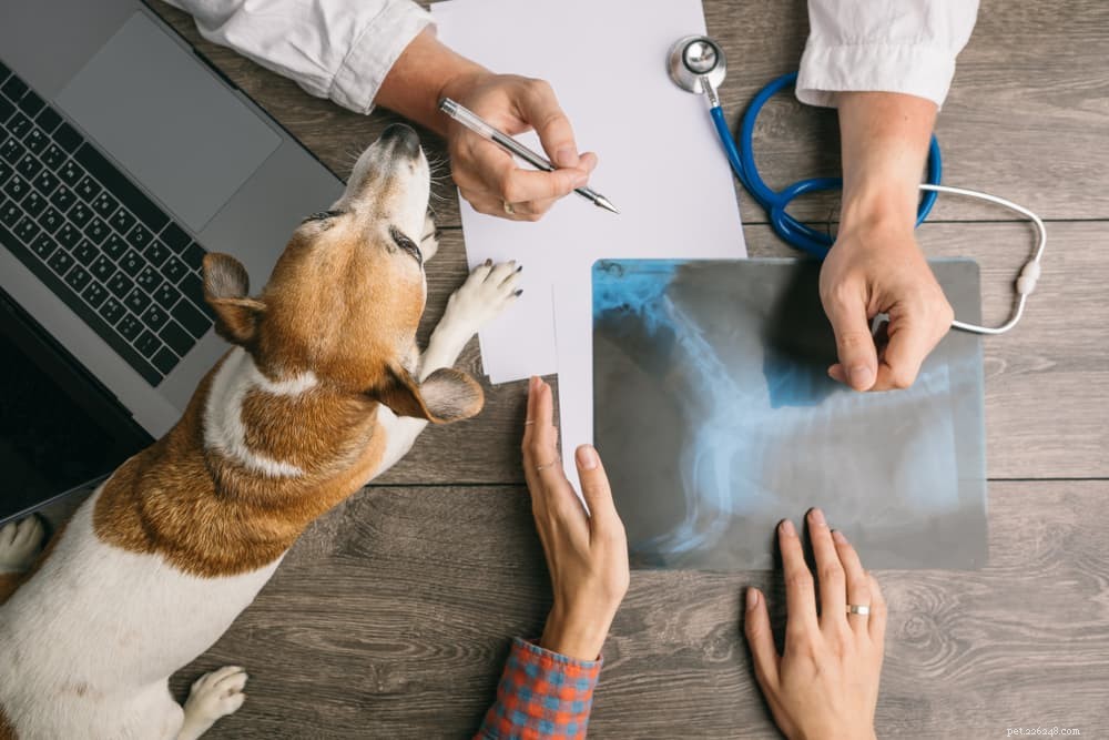 Comprehensive Guide to Dog X‑Rays: What Every Owner Needs to Know