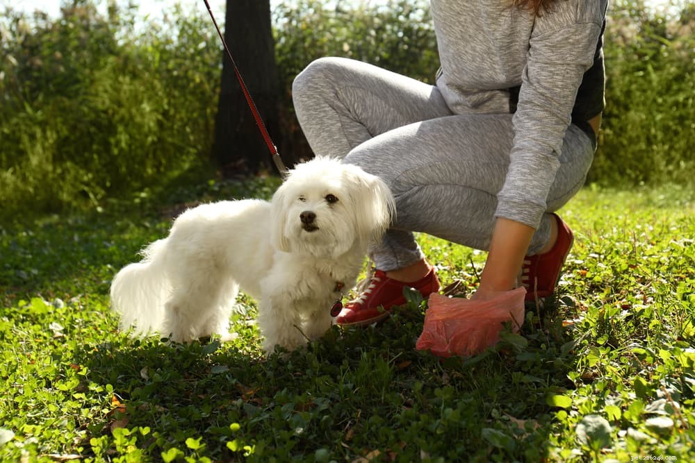 What Causes White Dog Poop? A Professional Guide to Identifying Health Issues