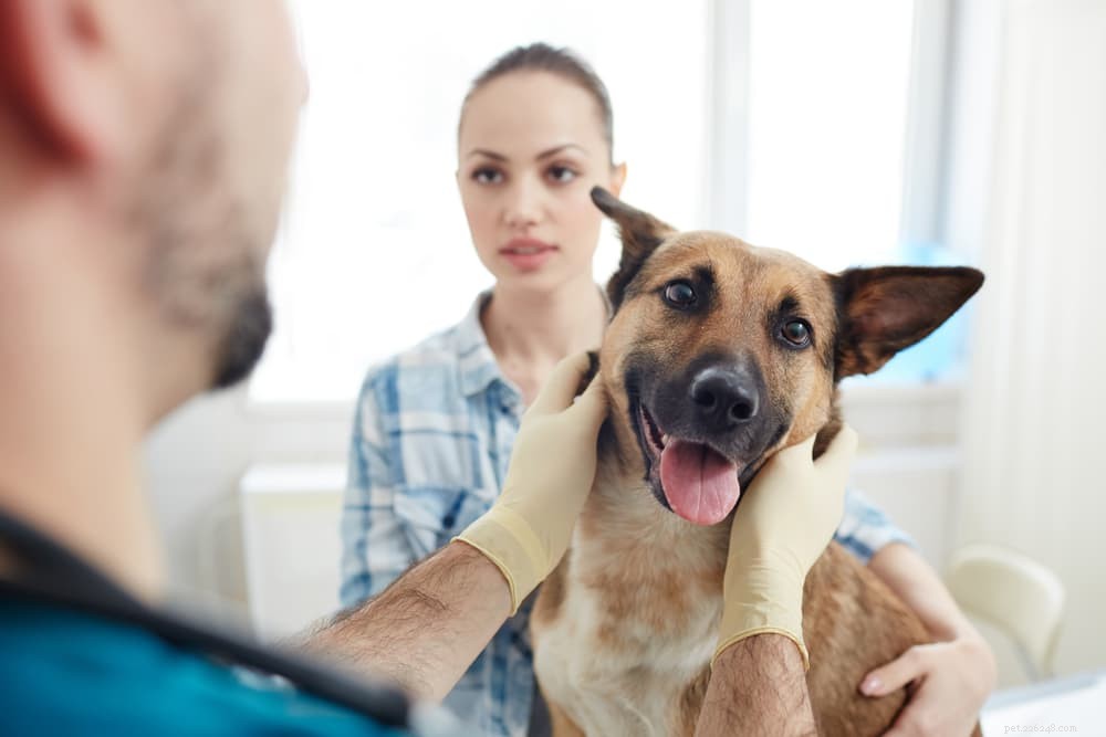 What Causes White Dog Poop? A Professional Guide to Identifying Health Issues
