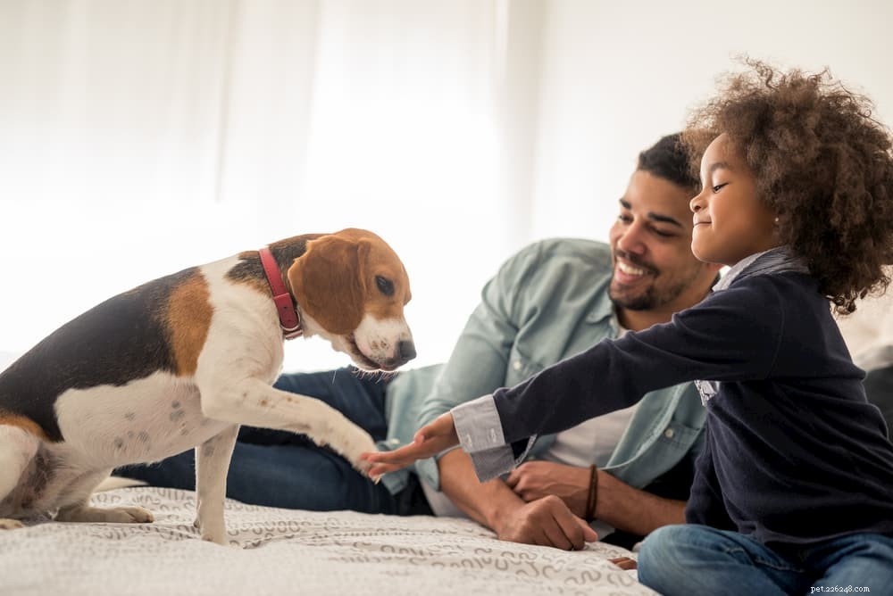 4 Unexpected Ways Stress Affects Your Dog