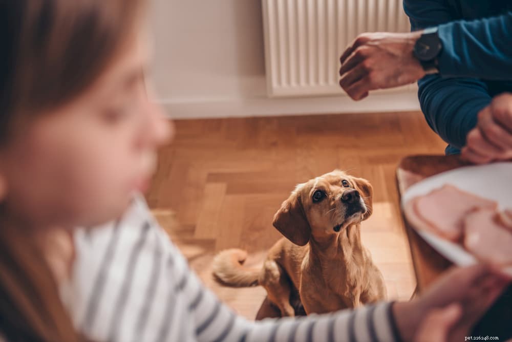 Unveiling the Risks of Loose Stools in Dogs: What Every Owner Should Know