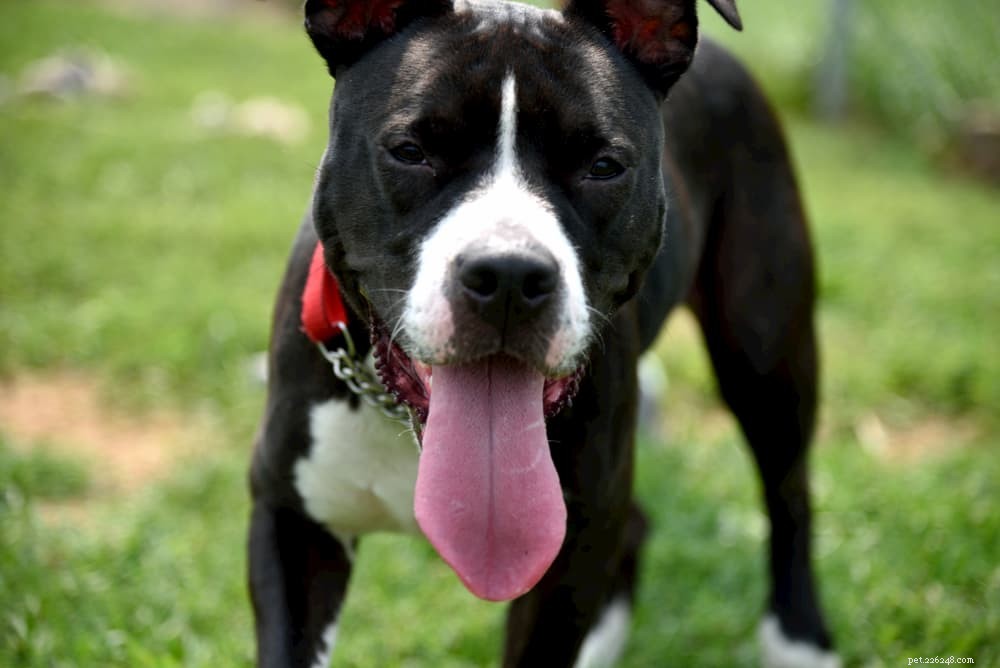 Unveiling the Risks of Loose Stools in Dogs: What Every Owner Should Know