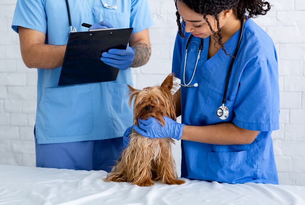 Unveiling the Risks of Loose Stools in Dogs: What Every Owner Should Know