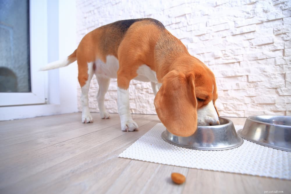 Unveiling the Risks of Loose Stools in Dogs: What Every Owner Should Know