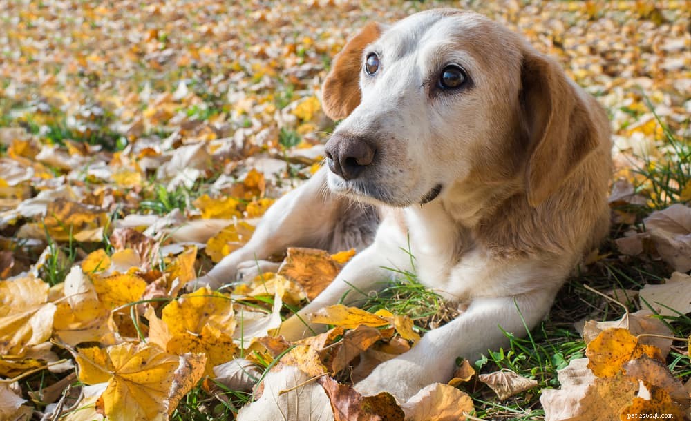 Understanding and Managing Myasthenia Gravis in Dogs