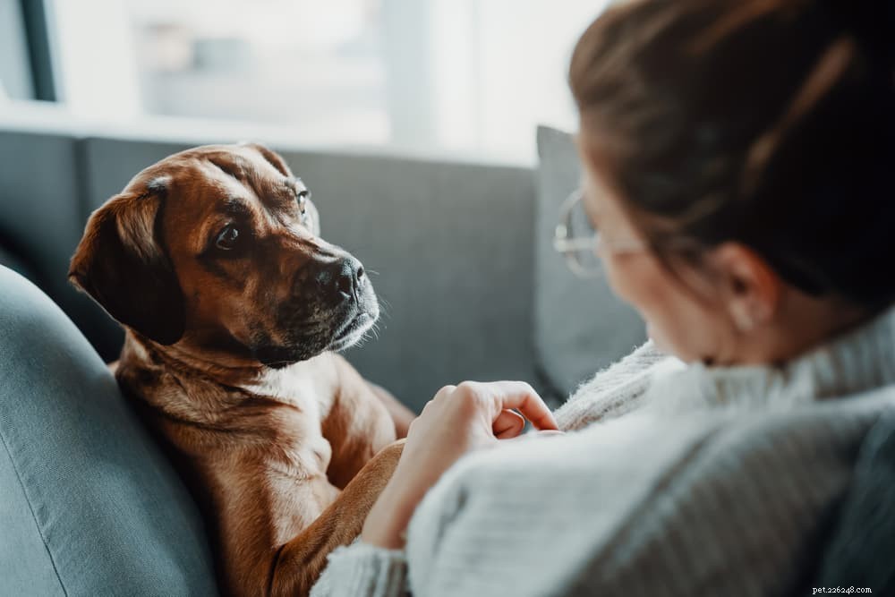 Dog Constipation Explained: Causes, Symptoms & How to Relieve Your Pup