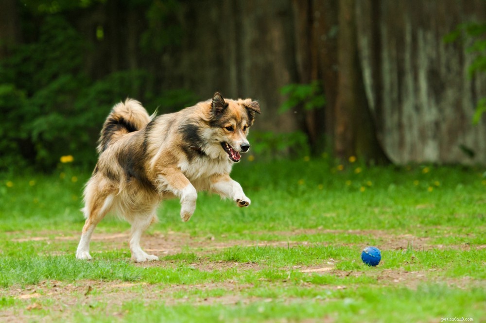 Dog Constipation Explained: Causes, Symptoms & How to Relieve Your Pup