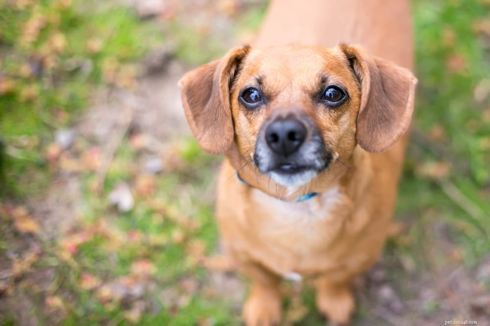 Diabetes in Dogs: Expert Care Tips for Prevention & Management