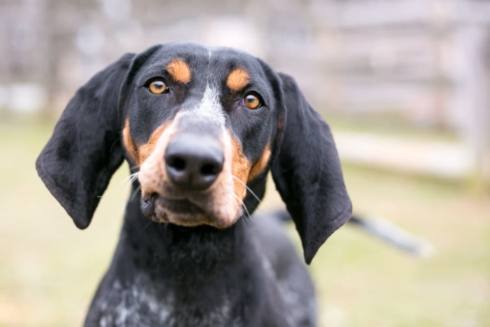 Diabetes in Dogs: Expert Care Tips for Prevention & Management