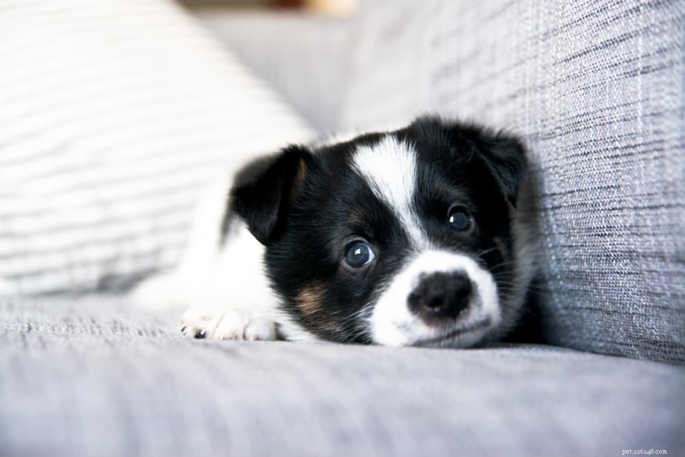 Diabetes in Dogs: Expert Care Tips for Prevention & Management