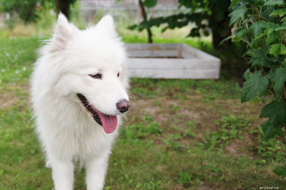 Diabetes in Dogs: Expert Care Tips for Prevention & Management