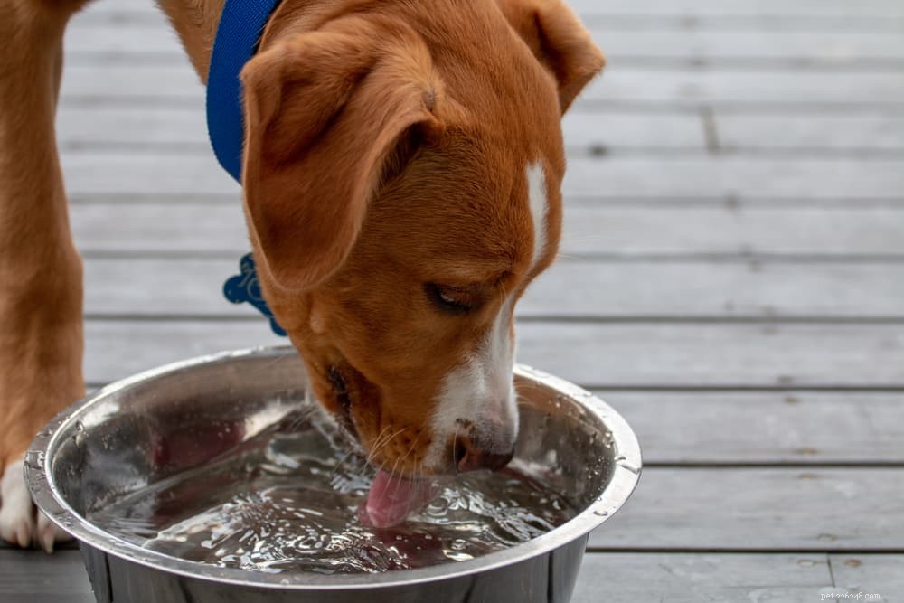 Diabetes in Dogs: Expert Care Tips for Prevention & Management