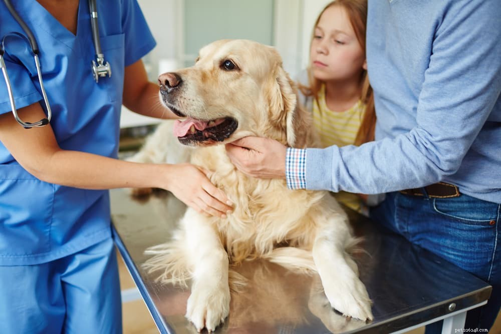 Diabetes in Dogs: Expert Care Tips for Prevention & Management