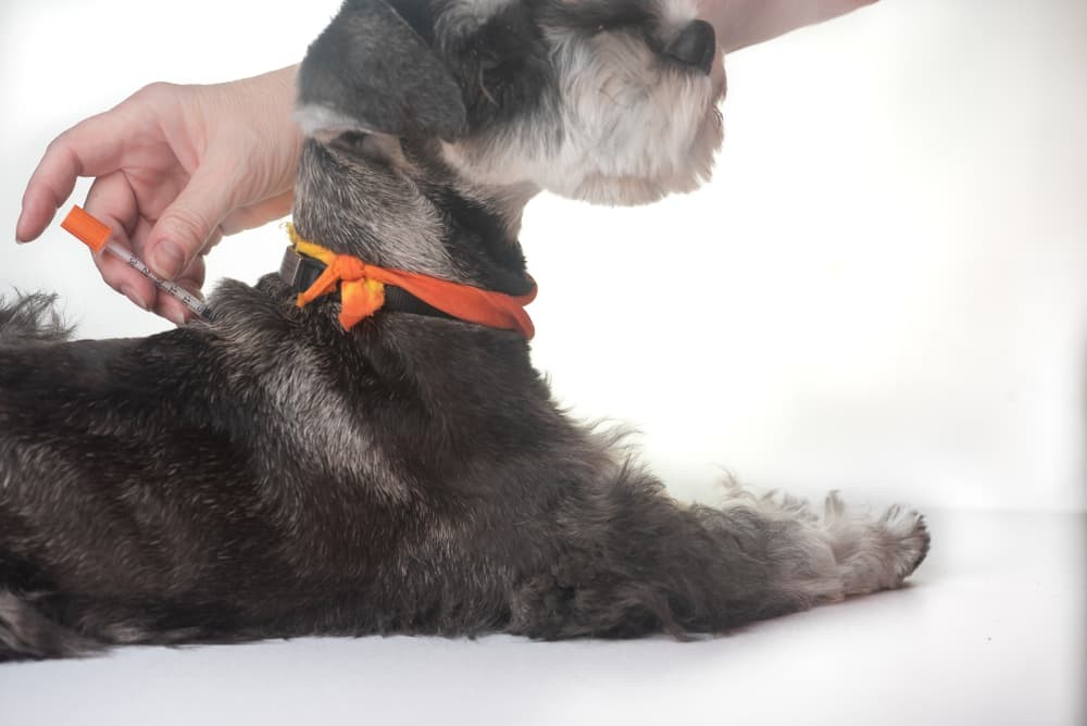 Diabetes in Dogs: Expert Care Tips for Prevention & Management